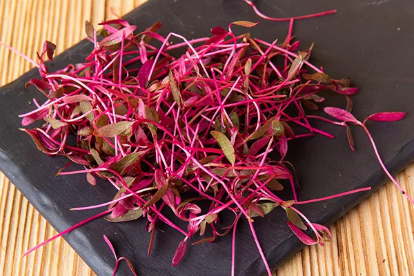 Kako uzgojiti amarant microgreens: izbor sjemena i tla, proces uzgoja, dobrobiti biljke za tijelo
