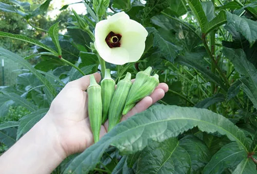 Okra: výsadba a péče na otevřeném poli