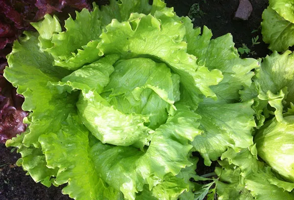 Uzgoj salate Iceberg u zemlji: pravila za dobivanje dobre žetve