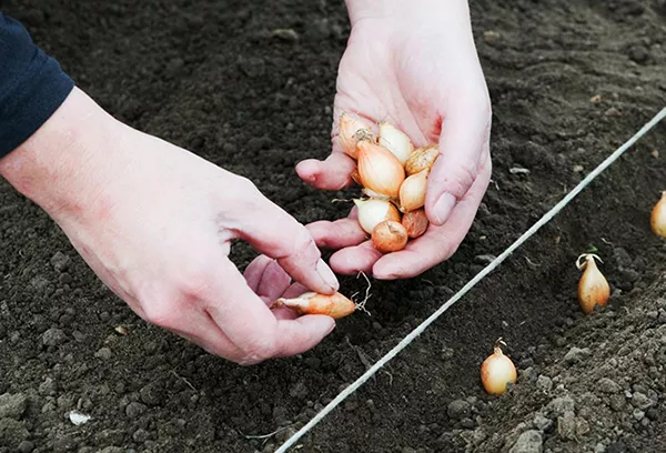 Sadzenie cebuli wiosną na główce: optymalny termin, przygotowanie gleby i siew