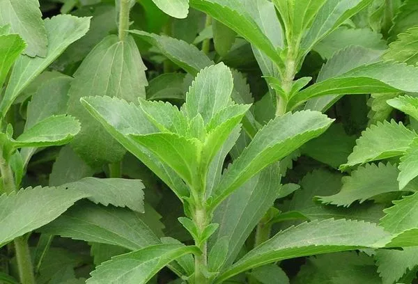 Stevia: nega in gojenje iz semen doma in na mestu