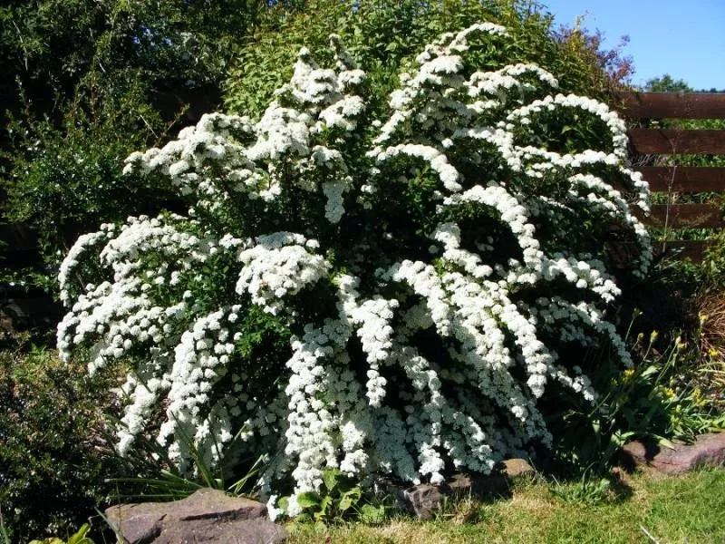 Спірея Вангутта - фото сортів з назвами, посадка та догляд, опис чагарника - Orchardo.ru - створіть ділянку вашої мрії власними руками