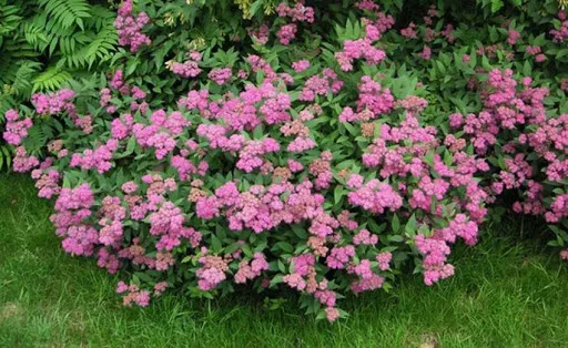 Japanese Spiraea Little Princess - fotografija i opis, sadnja i njega, upotreba u dizajnu krajolika - Orchardo.ru - stvorite svoju parcelu iz snova vlastitim rukama