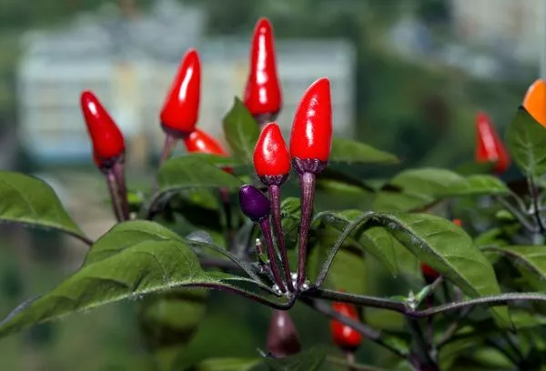 Okrasna paprika: nega in gojenje doma, najboljše sorte