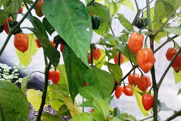 Poper Habanero: značilnosti in opis sort s fotografijami, pregledi semen in pridelkov, skrivnosti gojenja