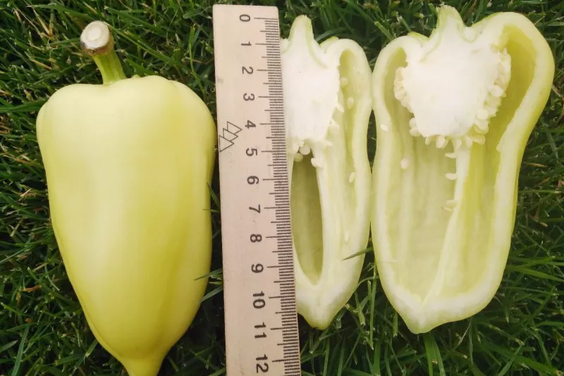 Belozerka paprika: karakteristike i opis sorte s fotografijom, pregledi sjemena i usjeva, značajke uzgoja