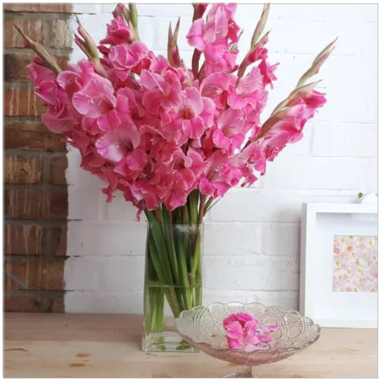 Kako aranžirati buket gladiola vlastitim rukama: ideje, savjeti, fotografije - Orchardo.ru - stvorite parcelu iz snova vlastitim rukama