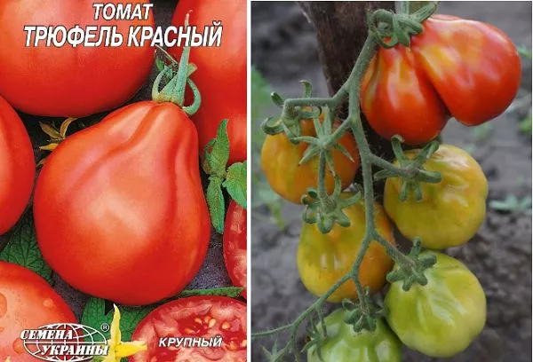 Парадајз црвени тартуф: карактеристике и опис сорте са фотографијом, прегледи семена и усева
