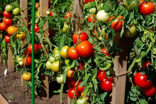 Tomato Lyubasha - charakteristika a popis odrody
