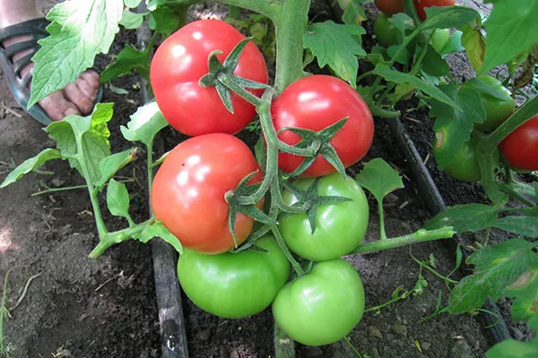 Tomato White nadev - značilnosti in opis sorte, ocene vrtnarjev