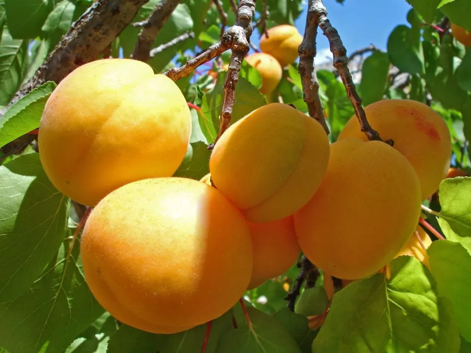 Apricot Iceberg: opis in značilnosti sorte, prednosti in slabosti, značilnosti sajenja in nege + fotografije in ocene