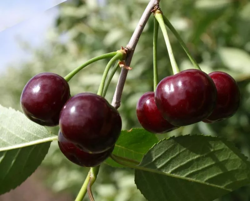 Cherry Morozovka: popis a vlastnosti odrůdy, výhody a nevýhody, vlastnosti výsadby a péče + fotografie a recenze