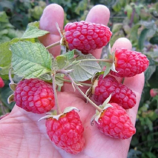 Obrezovanje malin jeseni za velike in redne letine