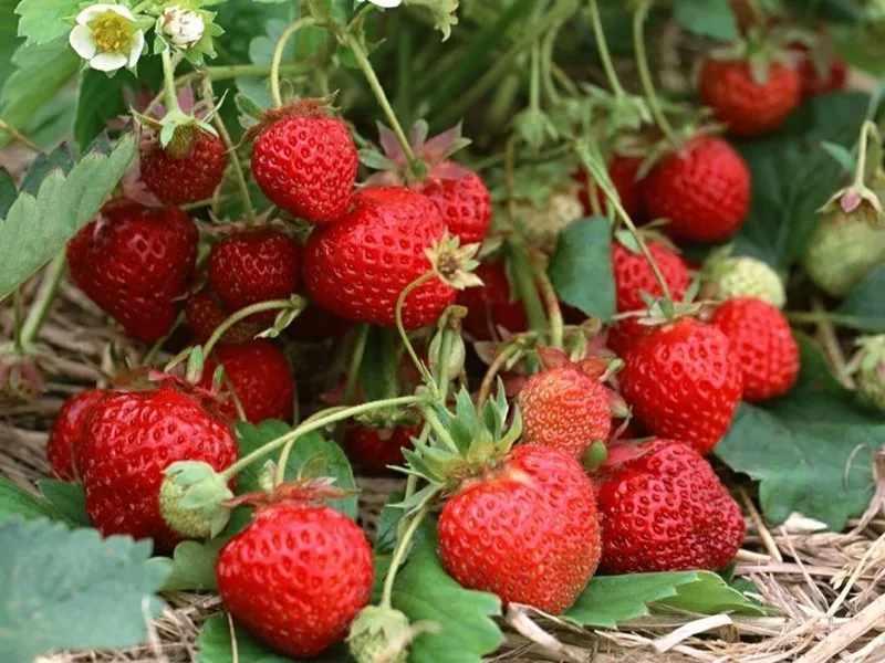Strawberry (jahodový) remontant Garland: popis odrůdy, fotografie, recenze, vlastnosti výsadby a péče, vertikální pěstování