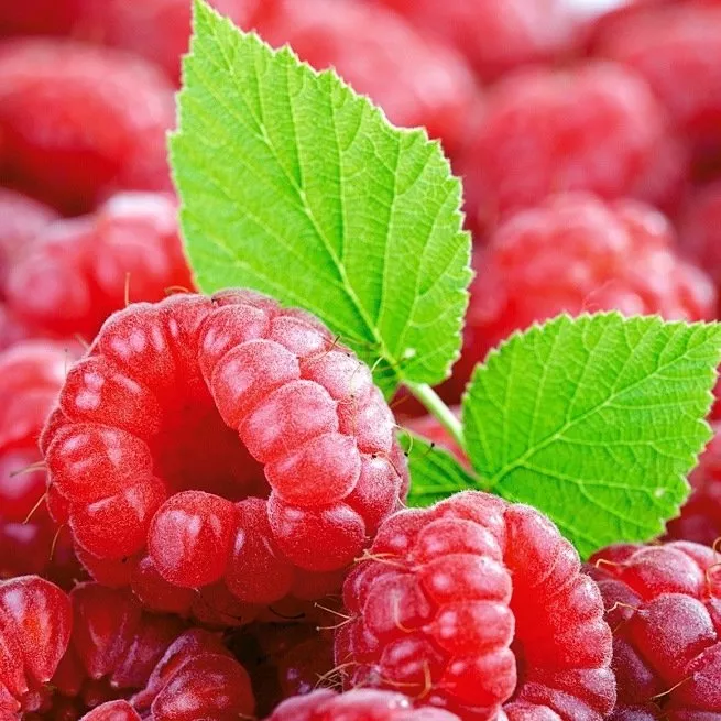 Maline - koristne lastnosti in možna škoda