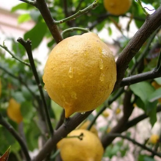 Limun - kućna njega će donijeti nevjerojatne rezultate