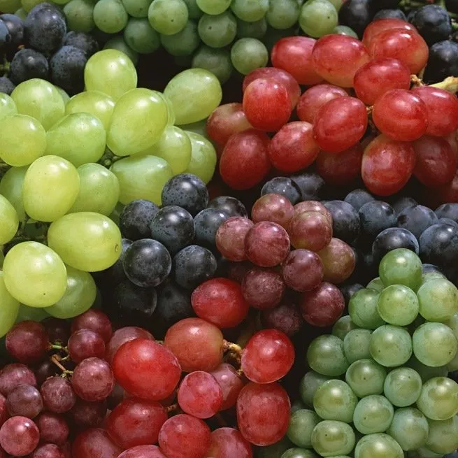 Sadzenie i uprawa sadzonek winogron różnymi metodami
