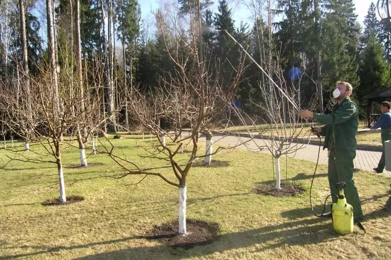 Чим підгодувати яблуні навесні, у тому числі чим удобрювати до цвітіння, види добрив та підживлення, схема, як підгодовувати та інше - Orchardo.ru - створіть ділянку вашої мрії вла