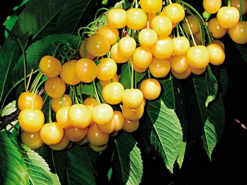 Дрогана жовта - черешня з Німеччини - Orchardo.ru - створіть ділянку вашої мрії власними руками