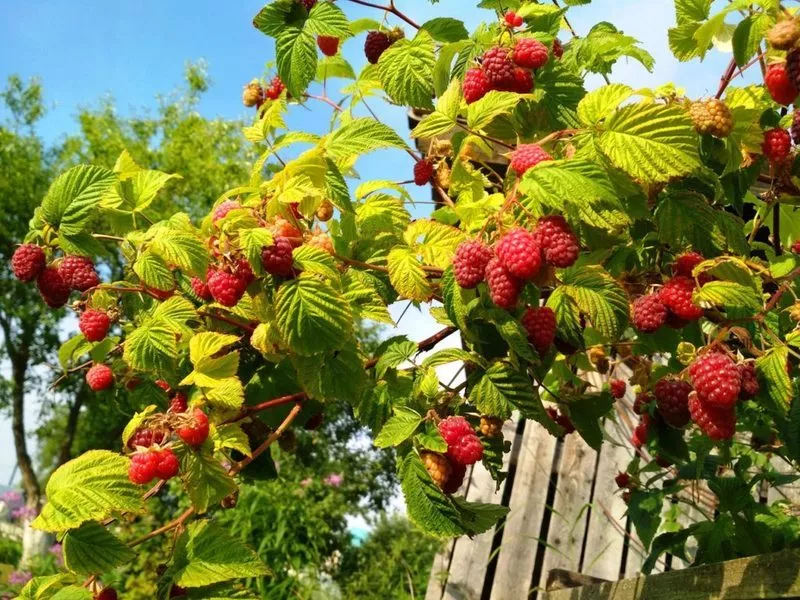 Kako pravilno zalijevati maline ljeti