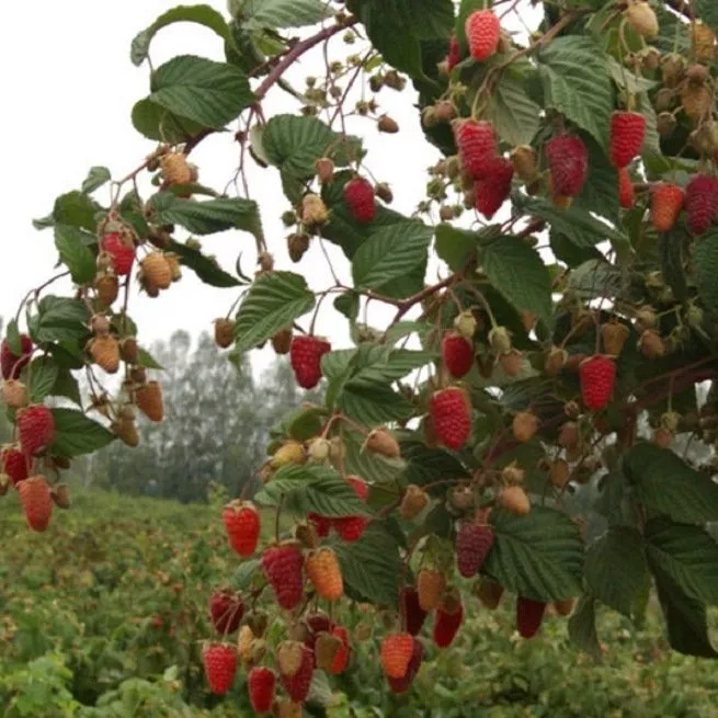 Popravljalne maline - obrezovanje in pravilna nega za odlično letino - Orchardo.ru - ustvarite svojo sanjsko parcelo z lastnimi rokami