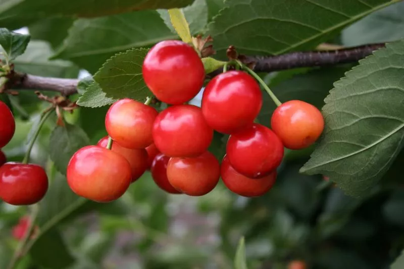Shpanka Cherry: opis i karakteristike sorte, prednosti i nedostaci, značajke sadnje i njege + fotografije i recenzije