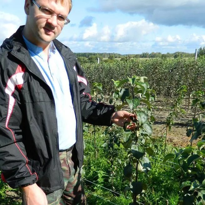 Обрізка яблунь восени, коли і як правильно обрізати яблуню