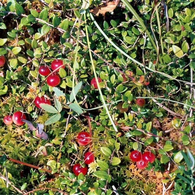 Proč brusinka bahenní na zahradách špatně plodí a jak to napravit?