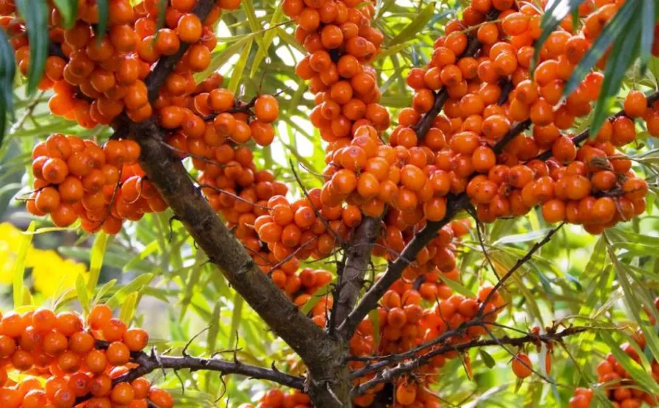 Sea buckthorn Aley: opis i karakteristike sorte, prednosti i nedostaci, značajke sadnje i njege