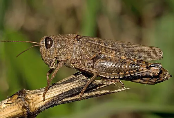 Kontrola skakavaca - narodne metode i biološki proizvodi