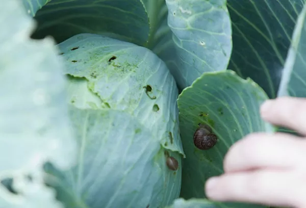 Kako liječiti kupus od puževa i gusjenica: narodni lijekovi, insekticidi