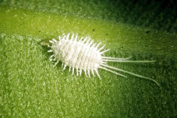 Mealybug: jak walczyć z roślinami domowymi (storczyki, fiołki, draceny, kaktusy)