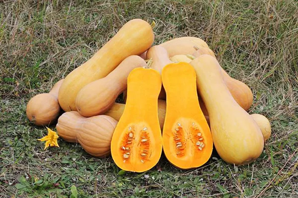 Pumpkin Butternut - opis odmiany: charakterystyka, cechy uprawy, zalety i wady