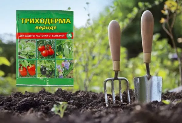 " Trichoderma verde" - инструкции за растения: състав, ползи, методи на приложение за градината, зеленчукова градина и стайни растения