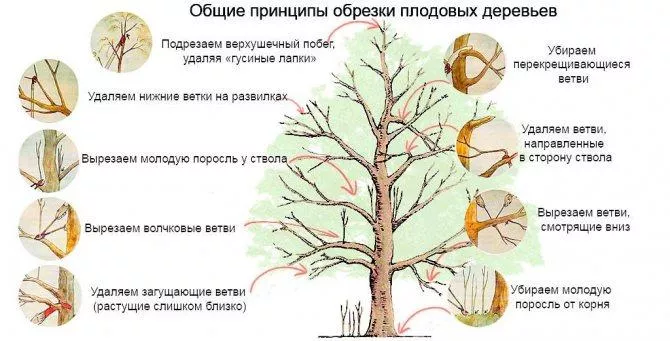 Особливості та правила обрізання яблуні навесні. Коли та як правильно проводити формування плодового дерева